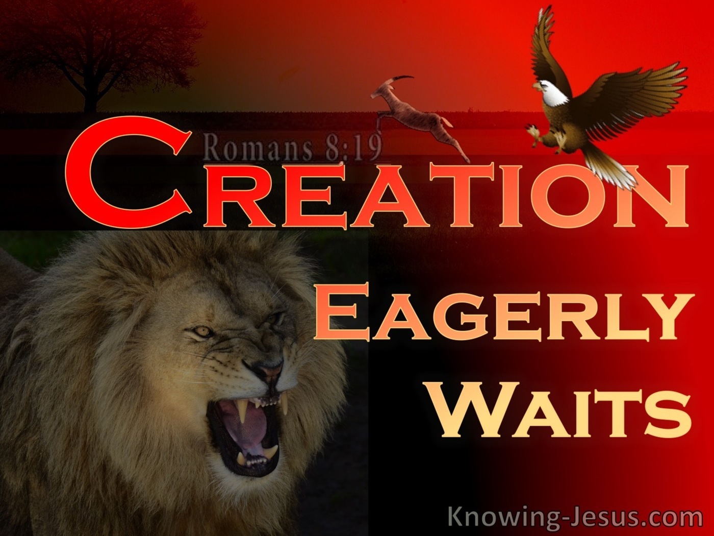 Romans 8:19 The Whole Creation Groans (red)